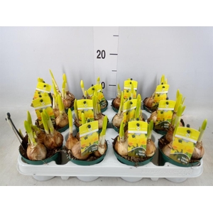 Narcissus  'Tete a tete'