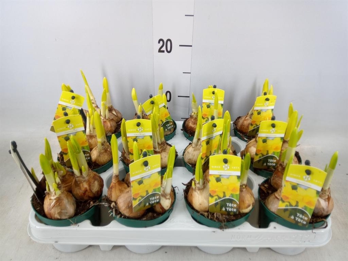 <h4>Narcissus 'Tete a tete'</h4>
