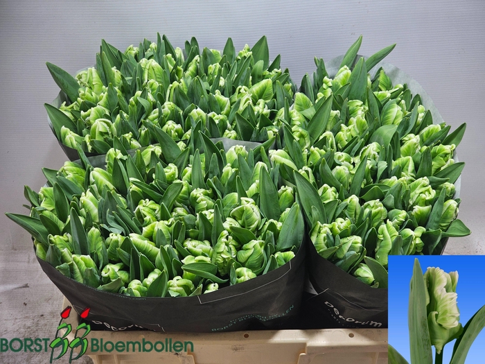 <h4>TU PA SUPER PARROT</h4>