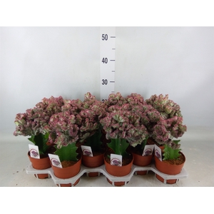 Euphorbia lactea 'Cristata'