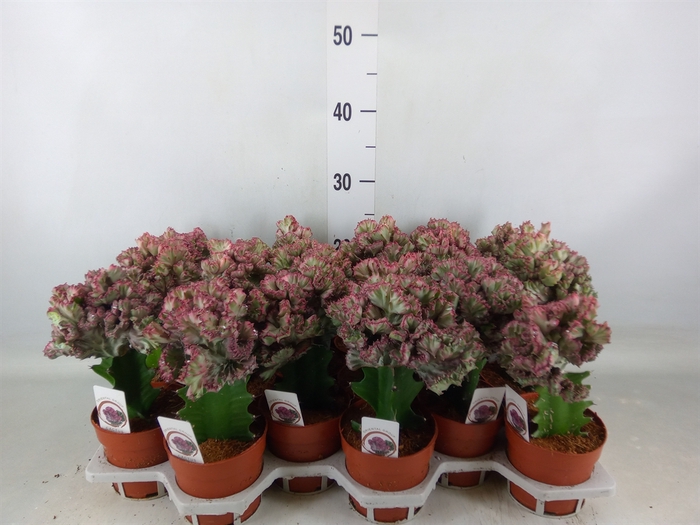 <h4>Euphorbia lactea 'Cristata'</h4>
