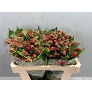 Rubus Fr Chester