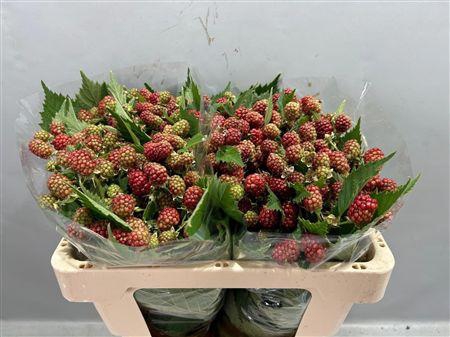 <h4>Rubus Fr Chester</h4>