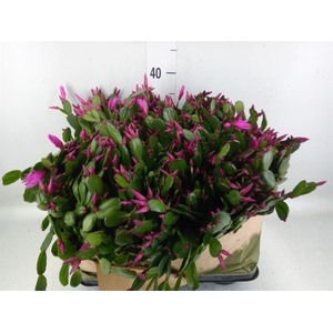 Rhipsalidopsis   ...