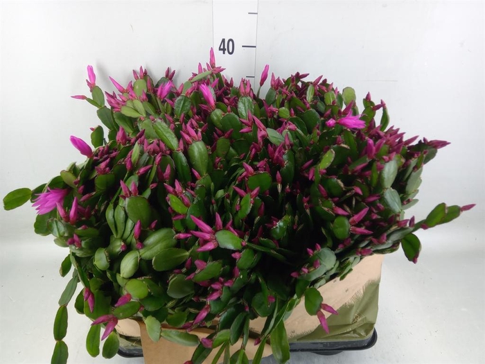 <h4>Rhipsalidopsis   ...</h4>