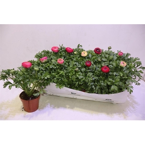 Ranun Sprink Vio Bic