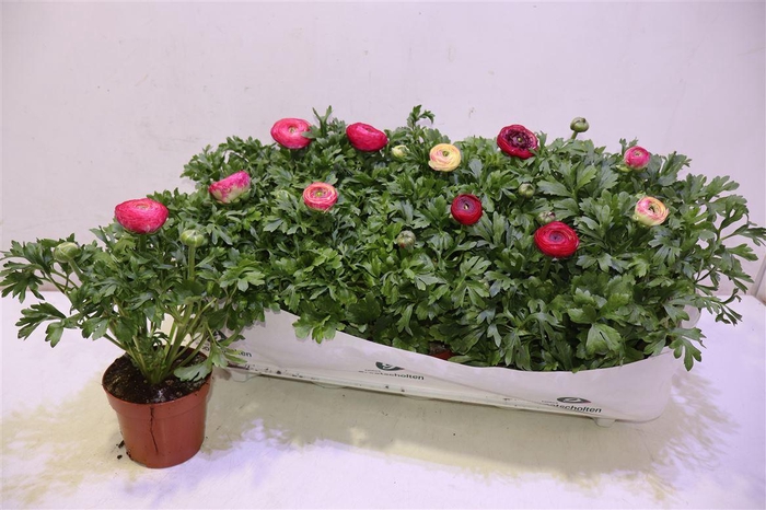 <h4>Ranun Sprink Vio Bic</h4>