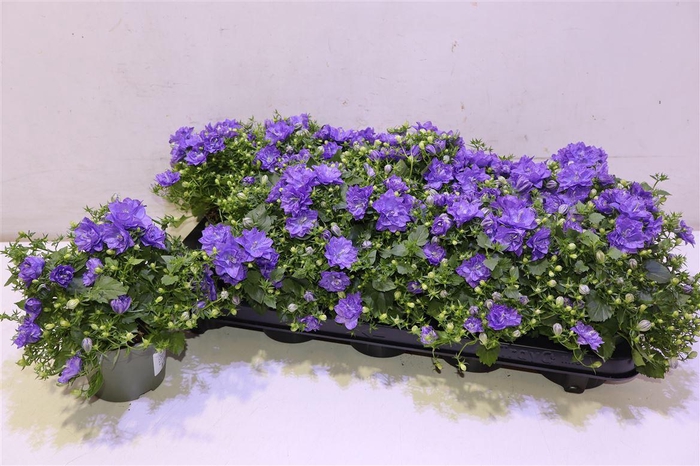 <h4>Camp Blue Like Mee</h4>