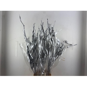 Dried Strelitziablad Silver P Stem