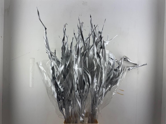 <h4>Dried Strelitziablad Silver P Stem</h4>