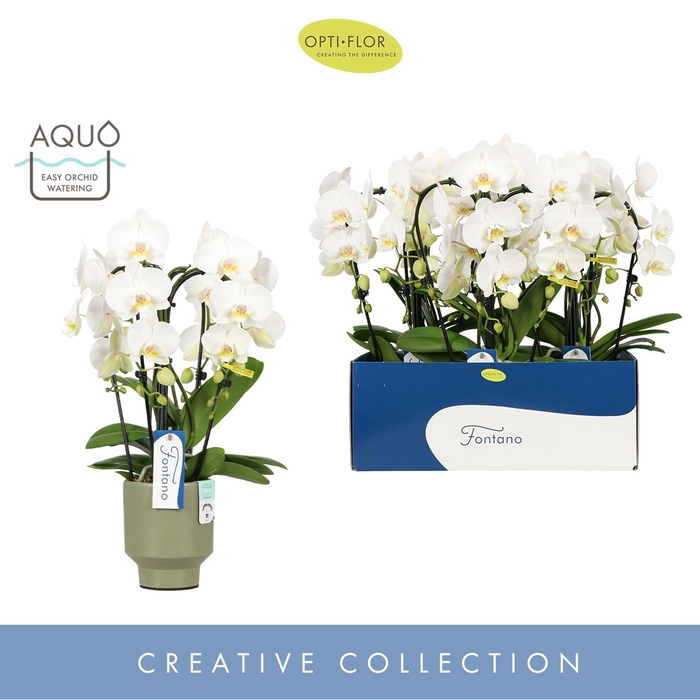 Phalaenopsis wit meer takken