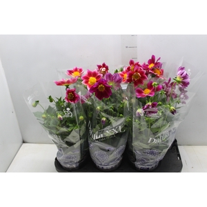 DAHLIA SUMMER BEES P15