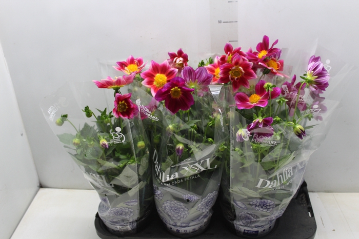 <h4>DAHLIA SUMMER BEES P15</h4>
