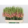 Antirrhinum majus Toulon Apricot