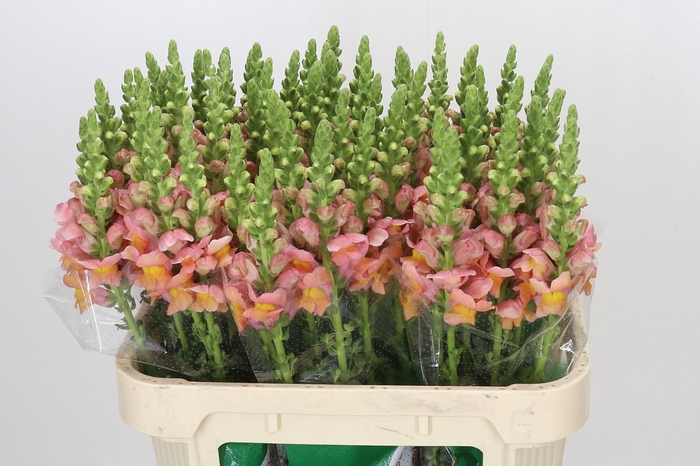 <h4>Antirrhinum majus Toulon Apricot</h4>
