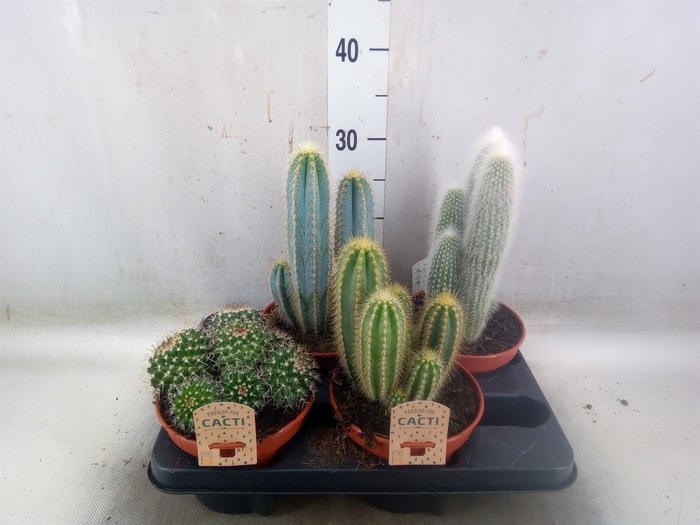 <h4>Cactus   ...mix</h4>