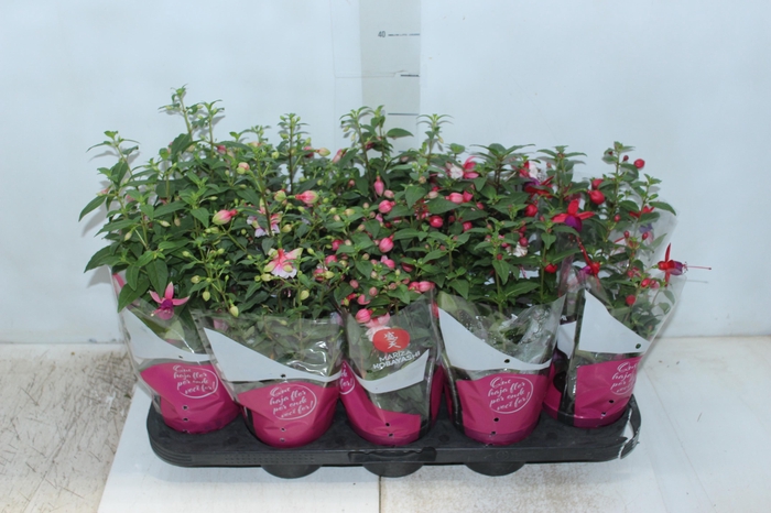 <h4>BRINCO DE PRINCESA P11</h4>