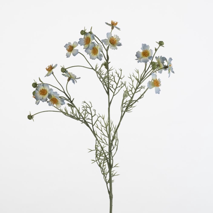 <h4>AF Cosmos Caudatus L65cm l.bl</h4>
