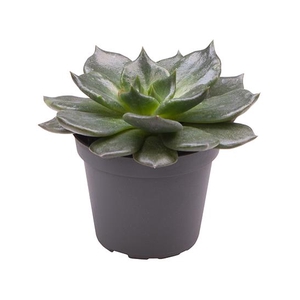 ECHEVERIA-HYBRID P6 ESCHOC