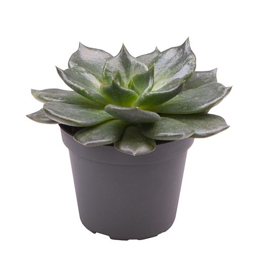 <h4>ECHEVERIA-HYBRID P6 ESCHOC</h4>