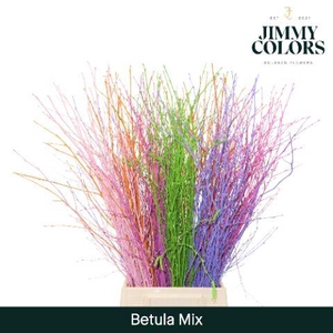 Betula L60 Mix