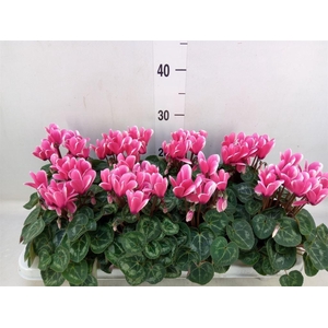 Cyclamen KL 'Compact Fuji'