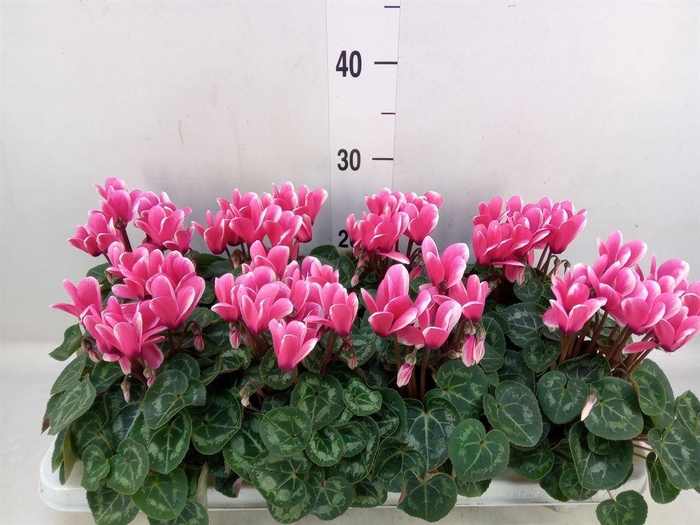 Cyclamen KL 'Compact Fuji'