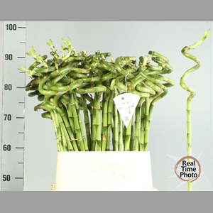 DRAC LUCKY BAMBOO