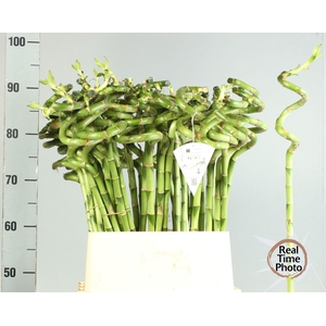 DRAC LUCKY BAMBOO