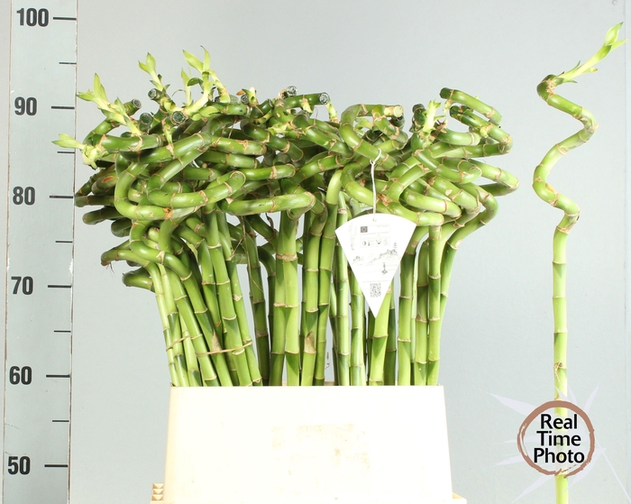 <h4>DRAC LUCKY BAMBOO</h4>
