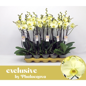 Green touch 2-tak 60cm (RIJP)