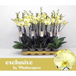 Green touch 2-tak 60cm (RIJP)