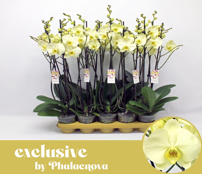 <h4>Green touch 2-tak 60cm (RIJP)</h4>