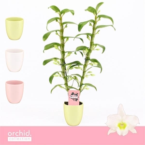Dendrobium Nobilé, Apollon 2-spike in Lotte Mix 'Orchid Collection'