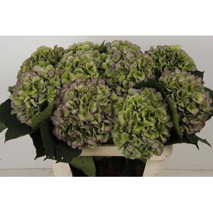 HYDR M CH WHI VER CL