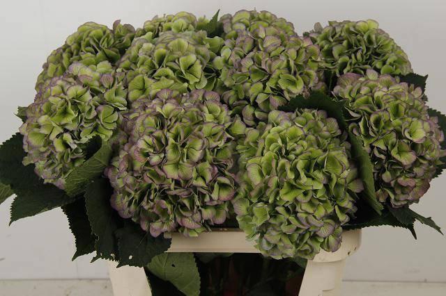 <h4>HYDR M CH WHI VER CL</h4>