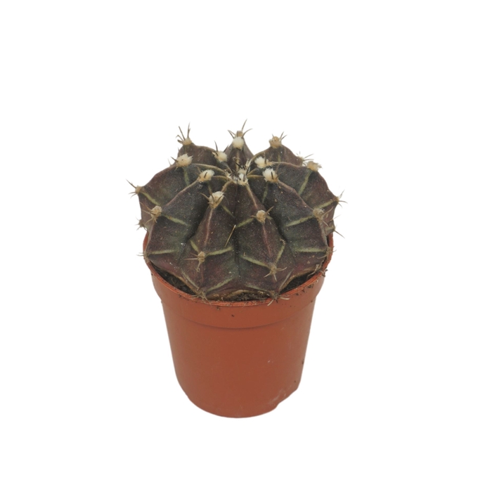 <h4>Gymnocalyc mihanovich</h4>