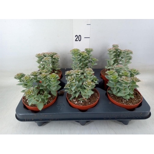 Crassula perforata 'Giant Form'