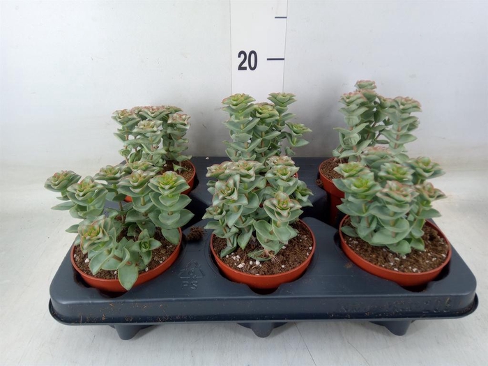 <h4>Crassula perforata 'Giant Form'</h4>