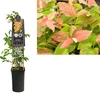 Vaccinium corymbosum 'Flamingo' 3.0 label