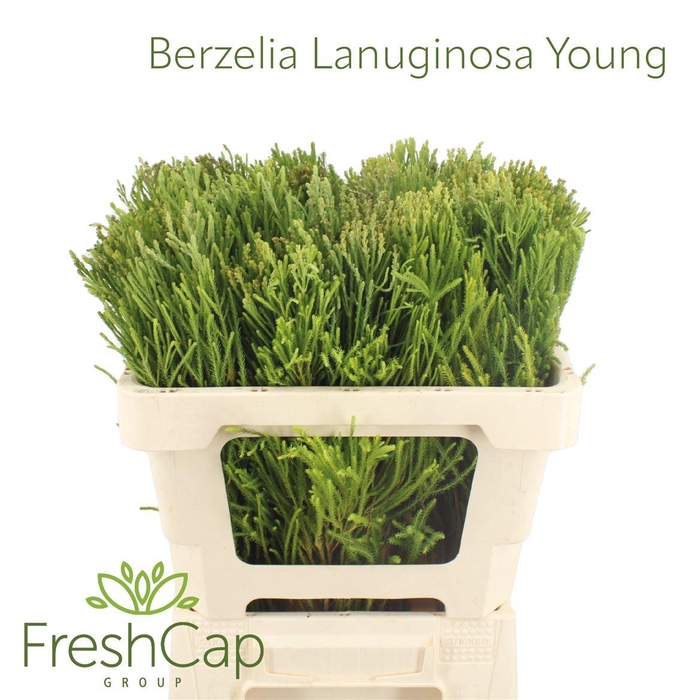 <h4>Berzelia Lanuginosa</h4>