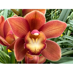 Cymbidium Mini Campfire X15 Leekade