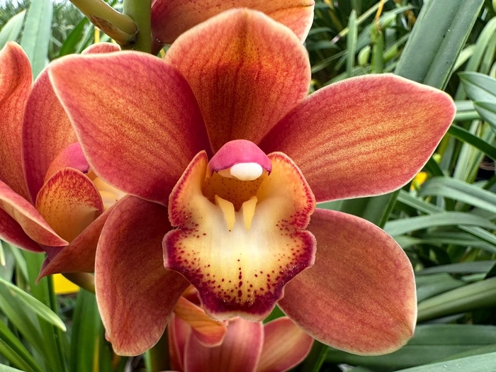 <h4>Cymbidium Mini Campfire X18 Leekade</h4>