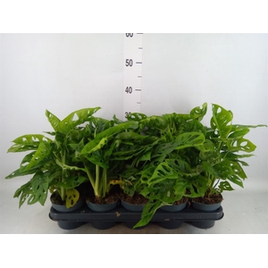 Monstera obliqua 'Leichtlinii'