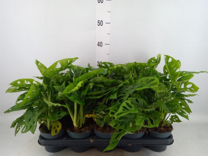 <h4>Monstera obliqua 'Leichtlinii'</h4>