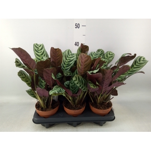 Ctenanthe burle-marxii