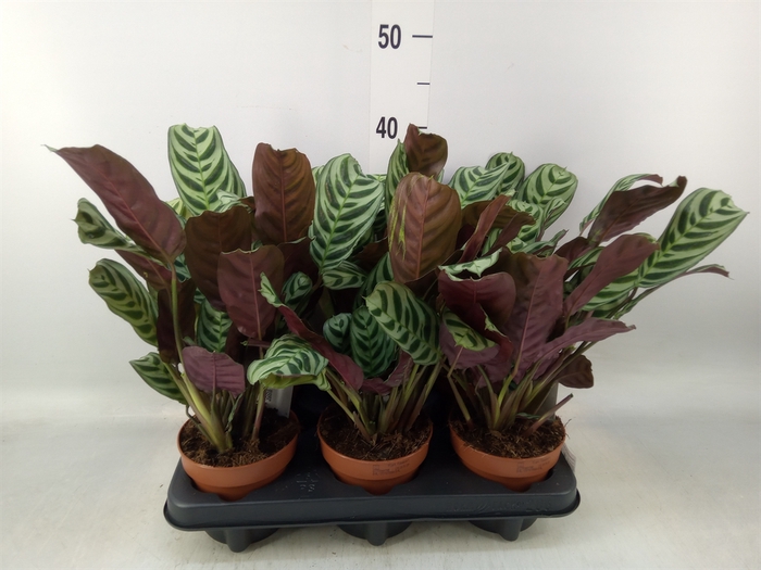 <h4>Ctenanthe burle-marxii</h4>