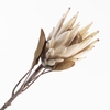 Protea Spray Beige DE990002BGE