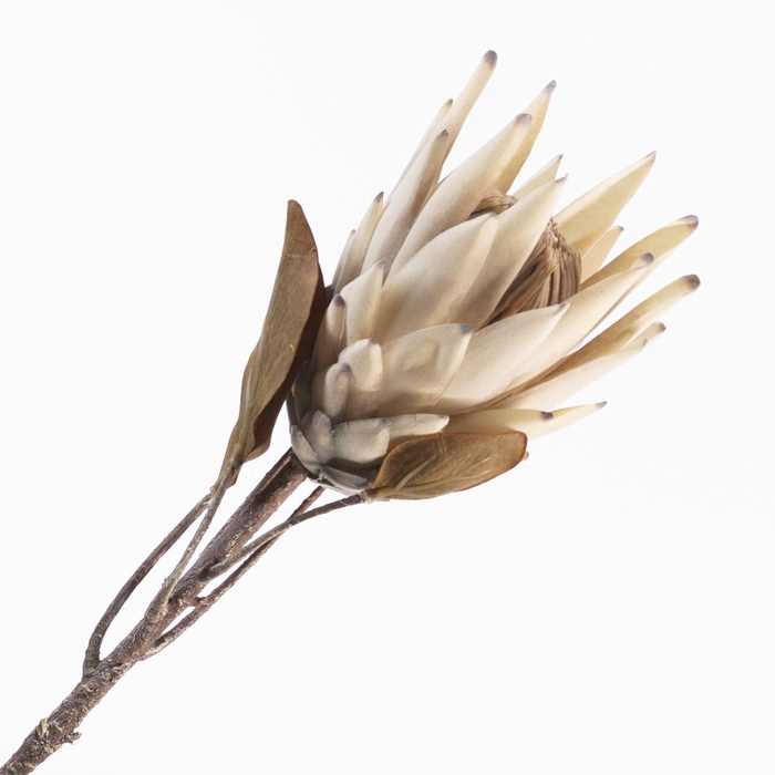 Protea Spray Beige DE990002BGE