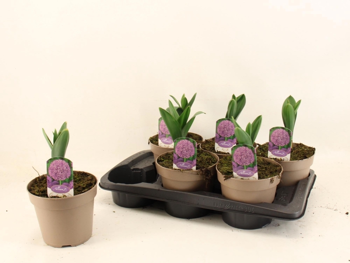 <h4>ALLI GIGANTEUM</h4>